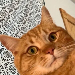 Meet your Posher, Camryn